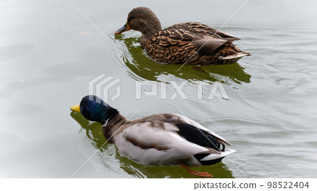 A female and mallard duck seen in a winter pond in Japan 98522404