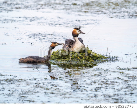 A pair of water birds, Great Crested Grebe, feeding chick at nest. 98522773