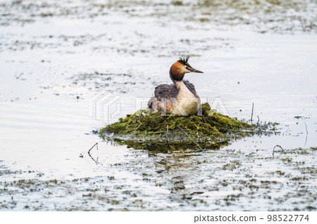 Great Crested Grebe, Podiceps cristatus, water bird sitting on the nest, nesting time on the green lake Great Crested Grebe, Podiceps cristatus, water bird sitting on the nest, nesting time on the green lake 98522774