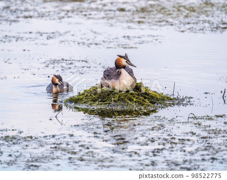 Great Crested Grebe, Podiceps cristatus, water bird sitting on the nest, and one of its cute babies sitting on its back. Nesting time on the green lake Great Crested Grebe, Podiceps cristatus, water bird sitting on the nest, and one of its cute babies sitting on its back. Nesting time on the green lake 98522775