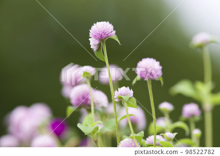 桃紅色千日紅花在公園盛開。學名是Gomphrena globosa。 98522782