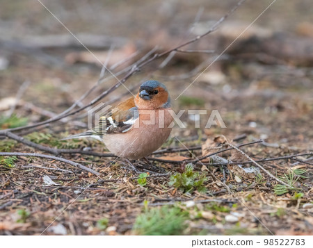 Common chaffinch, Fringilla coelebs, sits on a green lawn in spring. Common chaffinch in wildlife. Common chaffinch, Fringilla coelebs, sits on a green lawn in spring. Common chaffinch in wildlife. 98522783