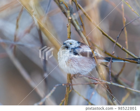 European long-tailed tit, latin name Aegithalos caudatus. A bird sitting on a branch in a deciduous forest. European long-tailed tit, latin name Aegithalos caudatus. A bird sitting on a branch in a deciduous forest. 98522801