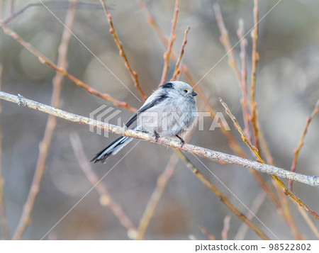 European long-tailed tit, latin name Aegithalos caudatus. A bird sitting on a branch in a deciduous forest. 98522802
