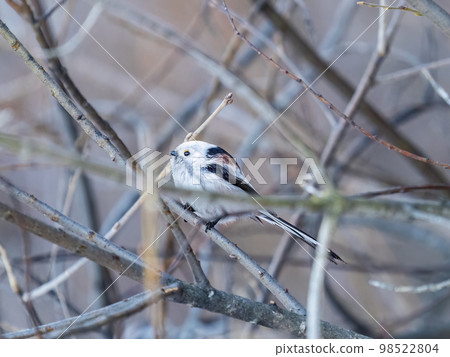 European long-tailed tit, latin name Aegithalos caudatus. A bird sitting on a branch in a deciduous forest. 98522804
