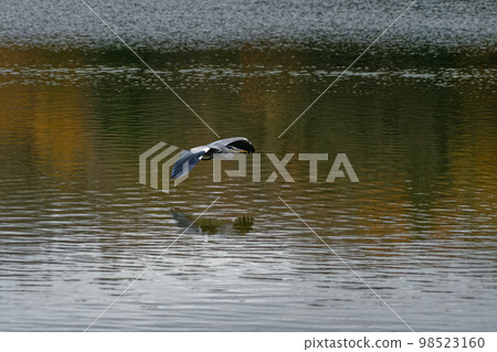 Flying gray heron Flying gray heron 98523160