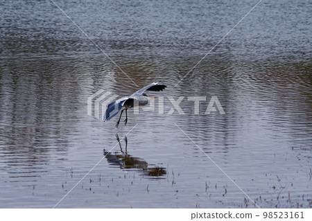 Flying gray heron Flying gray heron 98523161