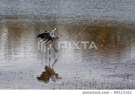 Flying gray heron Flying gray heron 98523162