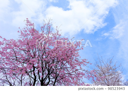 六鄉的野櫻花，信州的櫻花，美麗的櫻花，花草交織的彩紙 98523943