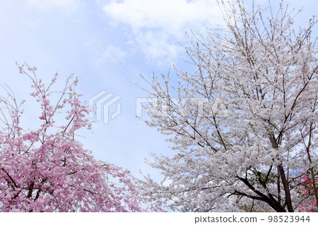 Rikugo's wild cherry blossoms, Shinshu's cherry blossoms, beautiful cherry blossoms, colored paper interwoven with flowers and plants 98523944