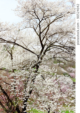 六鄉的野櫻花,信州的櫻花,美麗的櫻花,花草交織的彩紙 六鄉的野櫻花,信州的櫻花,美麗的櫻花,花草交織的彩紙 98524042