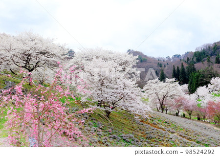 Rikugo's wild cherry blossoms, Shinshu's cherry blossoms, beautiful cherry blossoms, colored paper interwoven with flowers and plants Rikugo's wild cherry blossoms, Shinshu's cherry blossoms, beautiful cherry blossoms, colored paper interwoven with flowers and plants 98524292