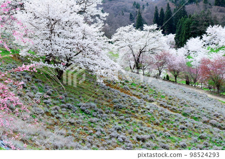 Rikugo's wild cherry blossoms, Shinshu's cherry blossoms, beautiful cherry blossoms, colored paper interwoven with flowers and plants Rikugo's wild cherry blossoms, Shinshu's cherry blossoms, beautiful cherry blossoms, colored paper interwoven with flowers and plants 98524293