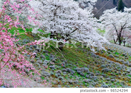 Rikugo's wild cherry blossoms, Shinshu's cherry blossoms, beautiful cherry blossoms, colored paper interwoven with flowers and plants Rikugo's wild cherry blossoms, Shinshu's cherry blossoms, beautiful cherry blossoms, colored paper interwoven with flowers and plants 98524294