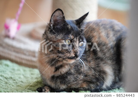 stay away cat 98524443