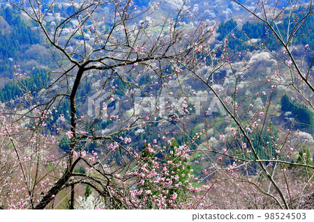 Rikugo's wild cherry blossoms, Shinshu's cherry blossoms, beautiful cherry blossoms, colored paper interwoven with flowers and plants 98524503
