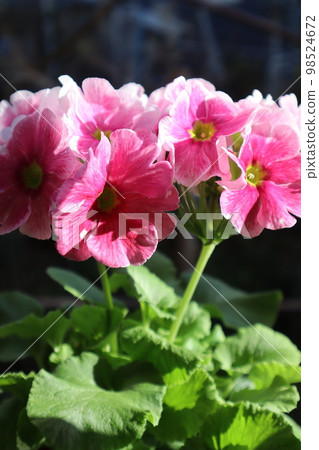 Potted primula obconica 98524672