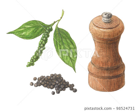 黑胡椒設置水彩鉛筆香料圖 98524731