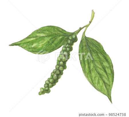 黑胡椒植物水彩鉛筆香料插圖 98524738