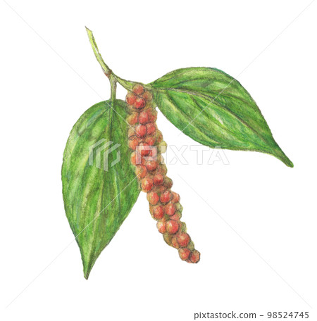 白胡椒植物水彩鉛筆香料插圖 98524745