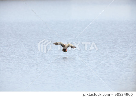 CALCAMO's landing CALCAMO's landing 98524960
