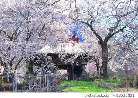 櫻花和石像的寺門 信州櫻花 古老的石像 美麗的櫻花 彩紙與花草交織 櫻花和石像的寺門 信州櫻花 古老的石像 美麗的櫻花 彩紙與花草交織 98525021