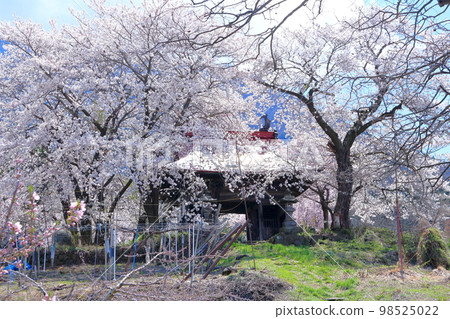 櫻花和石像的寺門 信州櫻花 古老的石像 美麗的櫻花 彩紙與花草交織 櫻花和石像的寺門 信州櫻花 古老的石像 美麗的櫻花 彩紙與花草交織 98525022