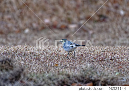 Foraging behavior of wild white wagtails 98525144