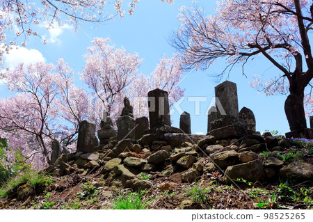 Temple gate with cherry blossoms and stone statues Shinshu cherry blossoms Ancient stone statues Beautiful cherry blossoms Colored paper interwoven with flowers and plants Temple gate with cherry blossoms and stone statues Shinshu cherry blossoms Ancient stone statues Beautiful cherry blossoms Colored paper interwoven with flowers and plants 98525265