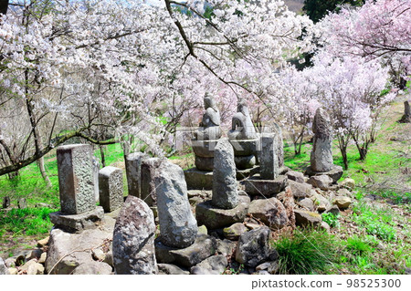 Temple gate with cherry blossoms and stone statues Shinshu cherry blossoms Ancient stone statues Beautiful cherry blossoms Colored paper interwoven with flowers and plants 98525300
