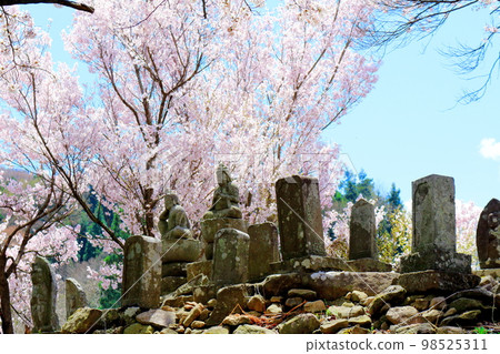櫻花和石像的寺門 信州櫻花 古老的石像 美麗的櫻花 彩紙與花草交織 98525311