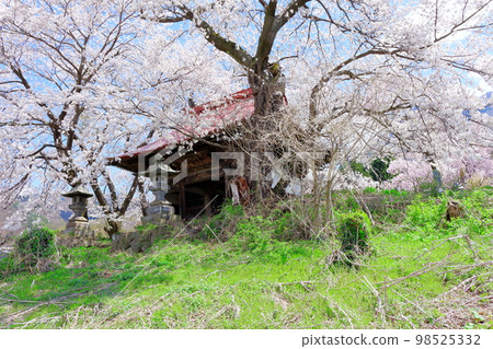 Temple gate with cherry blossoms and stone statues Shinshu cherry blossoms Ancient stone statues Beautiful cherry blossoms Colored paper interwoven with flowers and plants Temple gate with cherry blossoms and stone statues Shinshu cherry blossoms Ancient stone statues Beautiful cherry blossoms Colored paper interwoven with flowers and plants 98525332