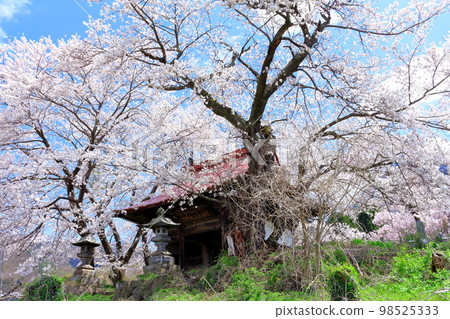 Temple gate with cherry blossoms and stone statues Shinshu cherry blossoms Ancient stone statues Beautiful cherry blossoms Colored paper interwoven with flowers and plants Temple gate with cherry blossoms and stone statues Shinshu cherry blossoms Ancient stone statues Beautiful cherry blossoms Colored paper interwoven with flowers and plants 98525333