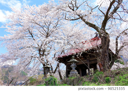 Temple gate with cherry blossoms and stone statues Shinshu cherry blossoms Ancient stone statues Beautiful cherry blossoms Colored paper interwoven with flowers and plants 98525335