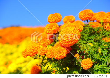 藍天下的萬壽菊田 98525451