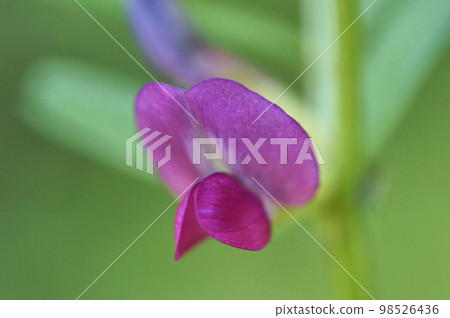 野豌豆花 98526436