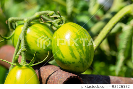 Growing and ripening green tomatoes in the form of an Easter egg. Sweet and tasty tomato resistant to disease. Close-up Growing and ripening green tomatoes in the form of an Easter egg. Sweet and tasty tomato resistant to disease. Close-up 98526582
