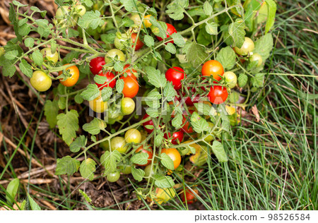 A large bush with a lot of cherry tomatoes grows in a summer cottage. Red and green tomatoes, ripeness. A large bush with a lot of cherry tomatoes grows in a summer cottage. Red and green tomatoes, ripeness. 98526584