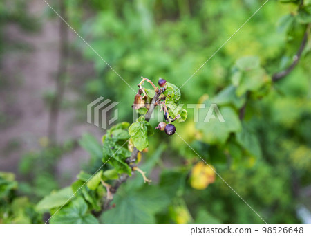 Twisted leaves of a currant. The concept of harmful insects leafworm and aphids. Close-up 98526648