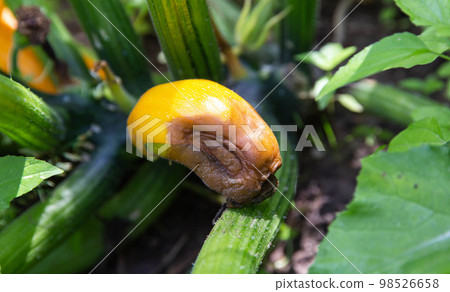 Rotting zucchini in the garden. Lack of trace elements and excess moisture. Close-up 98526658