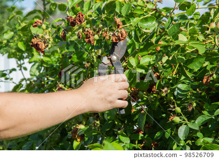 Drying buds on a spray rose. Improper rose care, powdery mildew and aphids. Pink sawfly, close-up. Pruning dead rose buds. 98526709