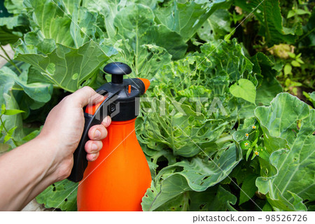 Spraying a head of cabbage in the garden with a solution of ammonia and vinegar from pests and caterpillars. Copy space for text Spraying a head of cabbage in the garden with a solution of ammonia and vinegar from pests and caterpillars. Copy space for text 98526726