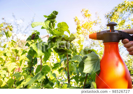Spraying diseased currants from aphids and pests. Spraying with soda and copper sulfate. Copy space for text Spraying diseased currants from aphids and pests. Spraying with soda and copper sulfate. Copy space for text 98526727
