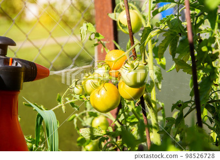 Spraying green tomatoes on the beds on the street from phytophthora. Copy space for text Spraying green tomatoes on the beds on the street from phytophthora. Copy space for text 98526728