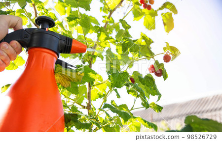 spraying raspberries with copper sulfate, urea and ammonia from pests and diseases. Copy space for text spraying raspberries with copper sulfate, urea and ammonia from pests and diseases. Copy space for text 98526729