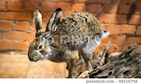 Hare mannequin on the background of a brick wall. The concept of trophies in hunting. 98526756