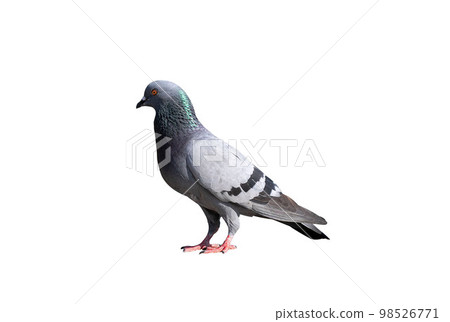 Full body of pigeon racing pigeon isolated white background 98526771