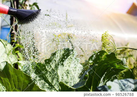 Watering a head of cabbage from a watering can. Growing cabbage in the ground in summer. Copy space for text 98526788