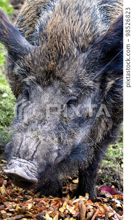 Large muzzle and head of a wild boar with a piglet. Hunting for wild animals, close-up. 98526823