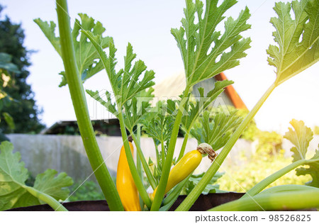 Beautiful yellow zucchini grows in the ground. Growing vegetables in the country. Summer sunny day, vegetarian. Squash 98526825